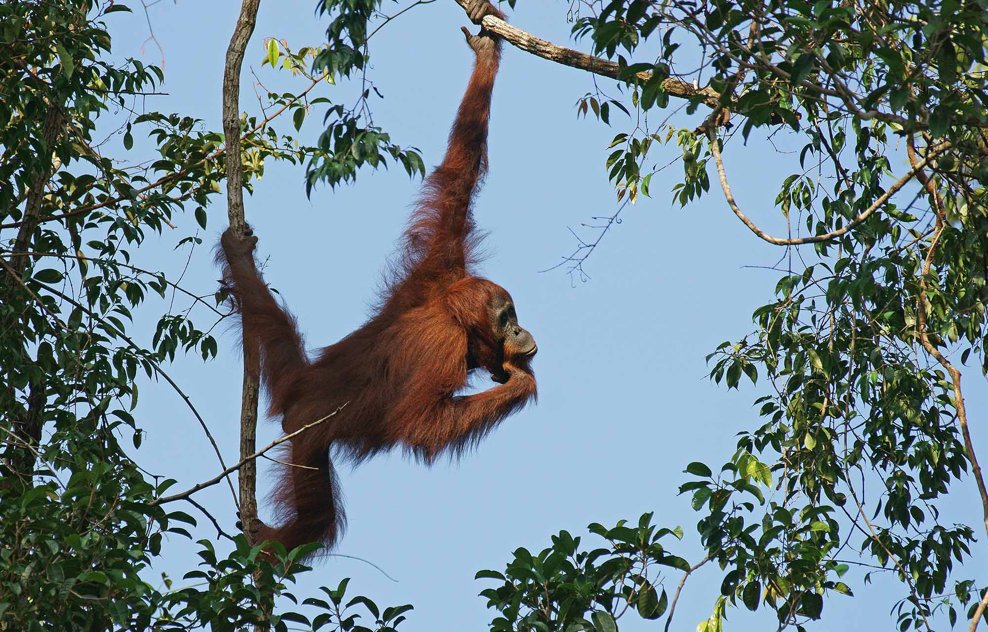 tropischer Regenwald